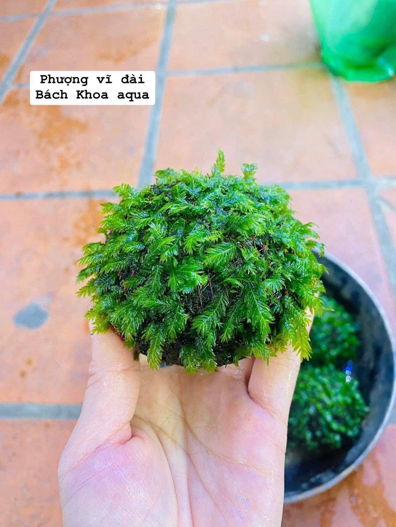 Cầu rêu Phượng Vĩ Đài lá nước